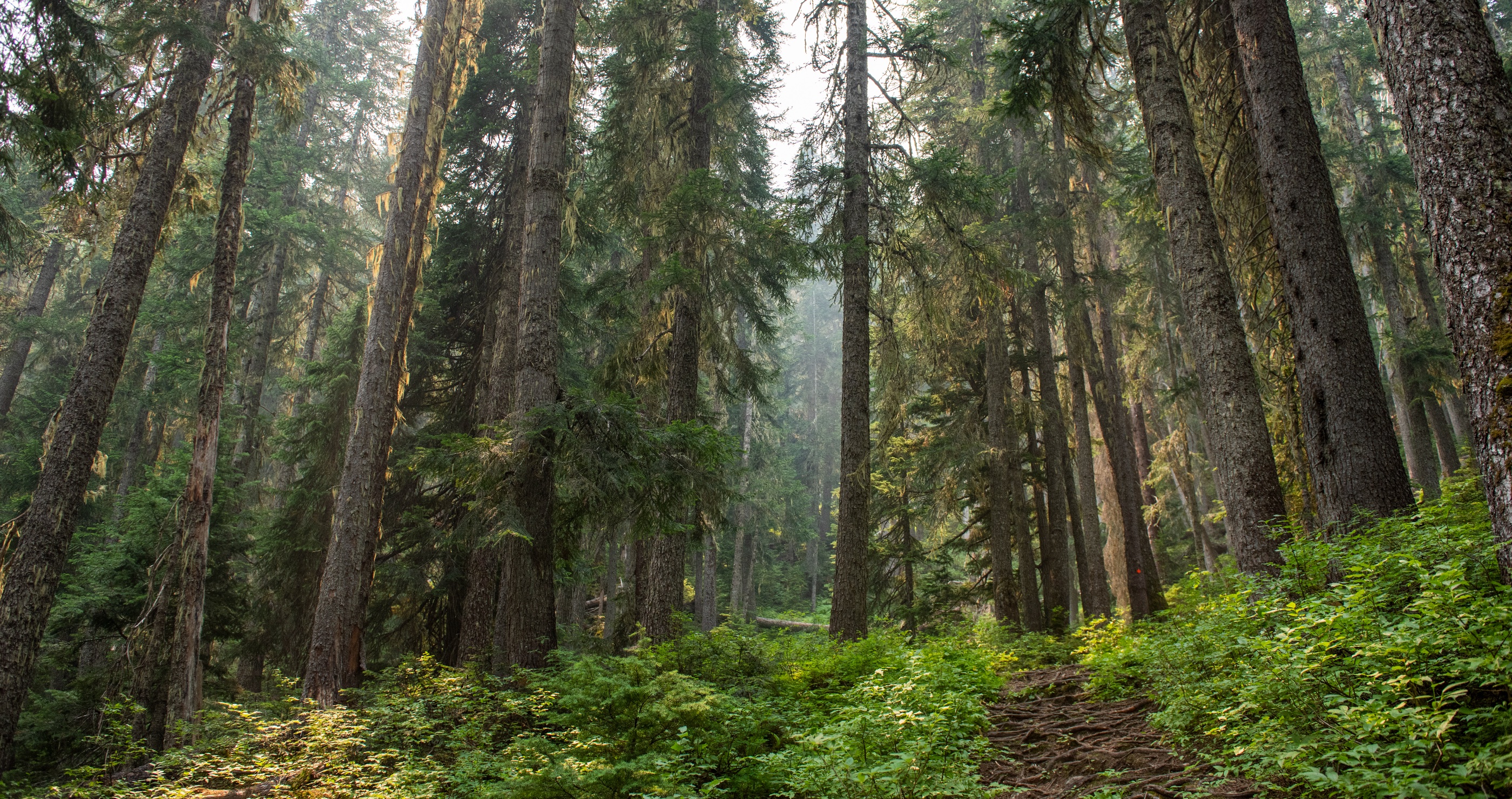 Missing Canadian Man Found In Wilderness After More Than A Week Thanks To Clever Message