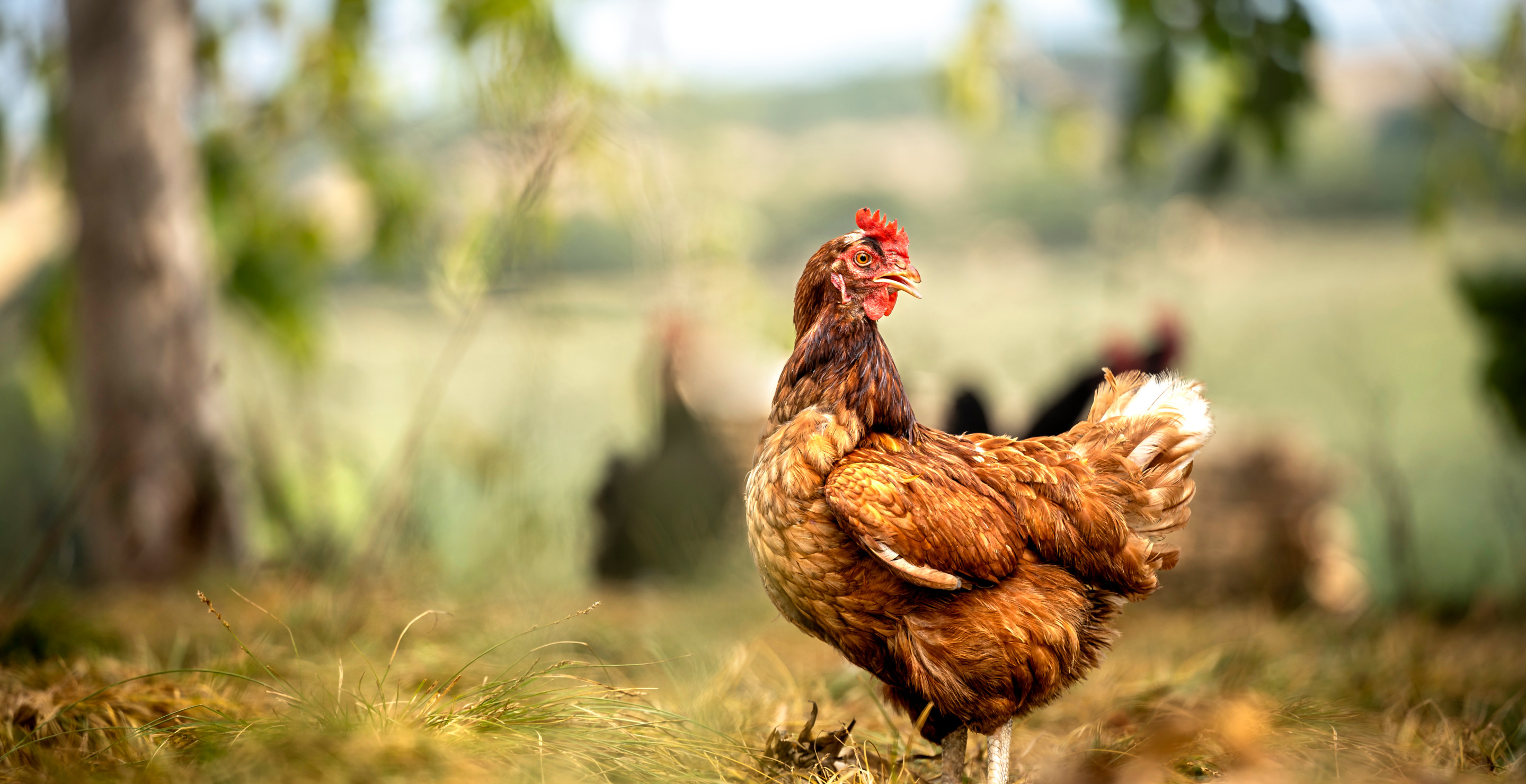 Musician Absolutely "Gutted" After Pet Rooster Killed By Neighbor's Dogs