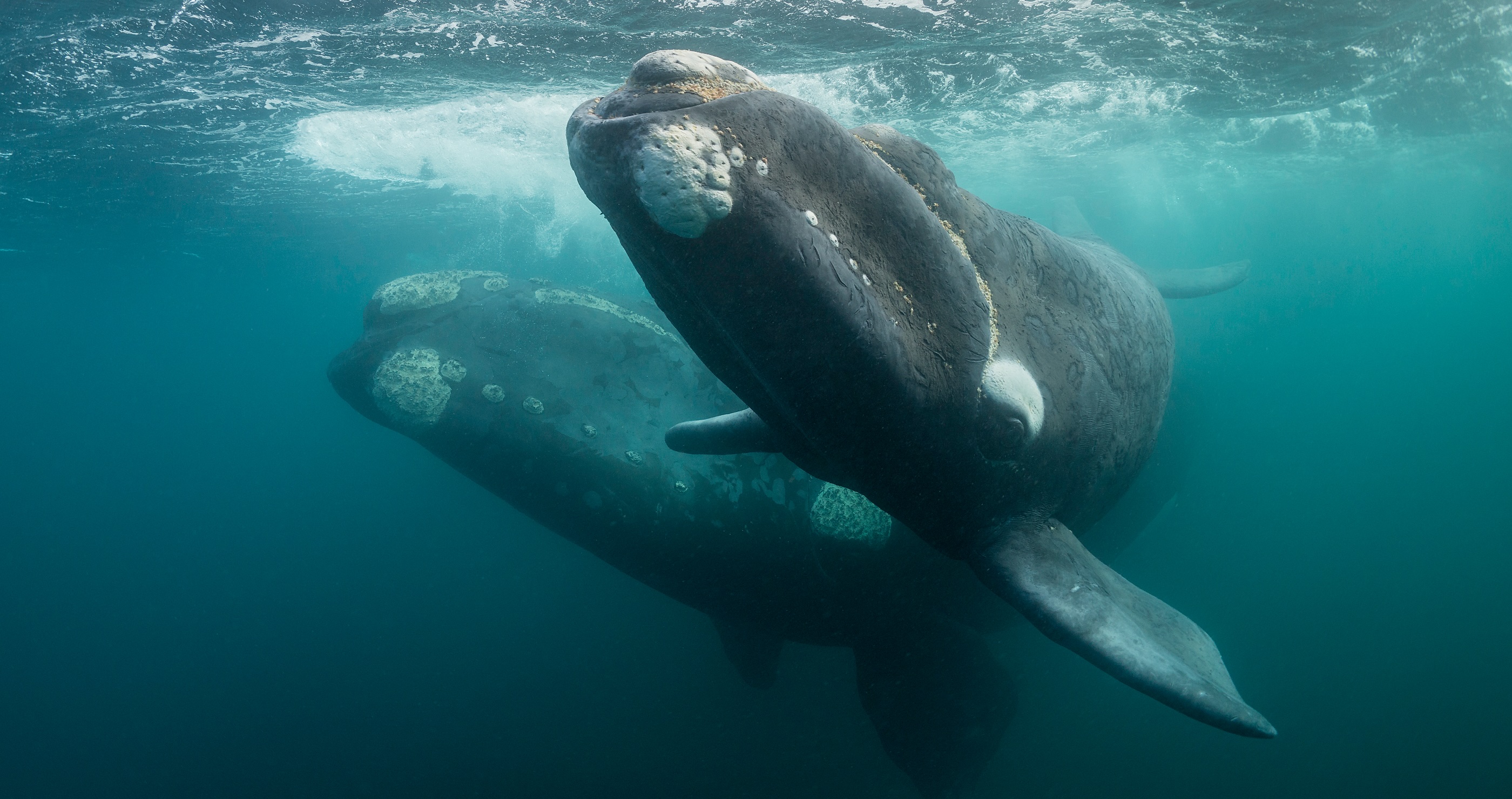 North Atlantic Right Whale