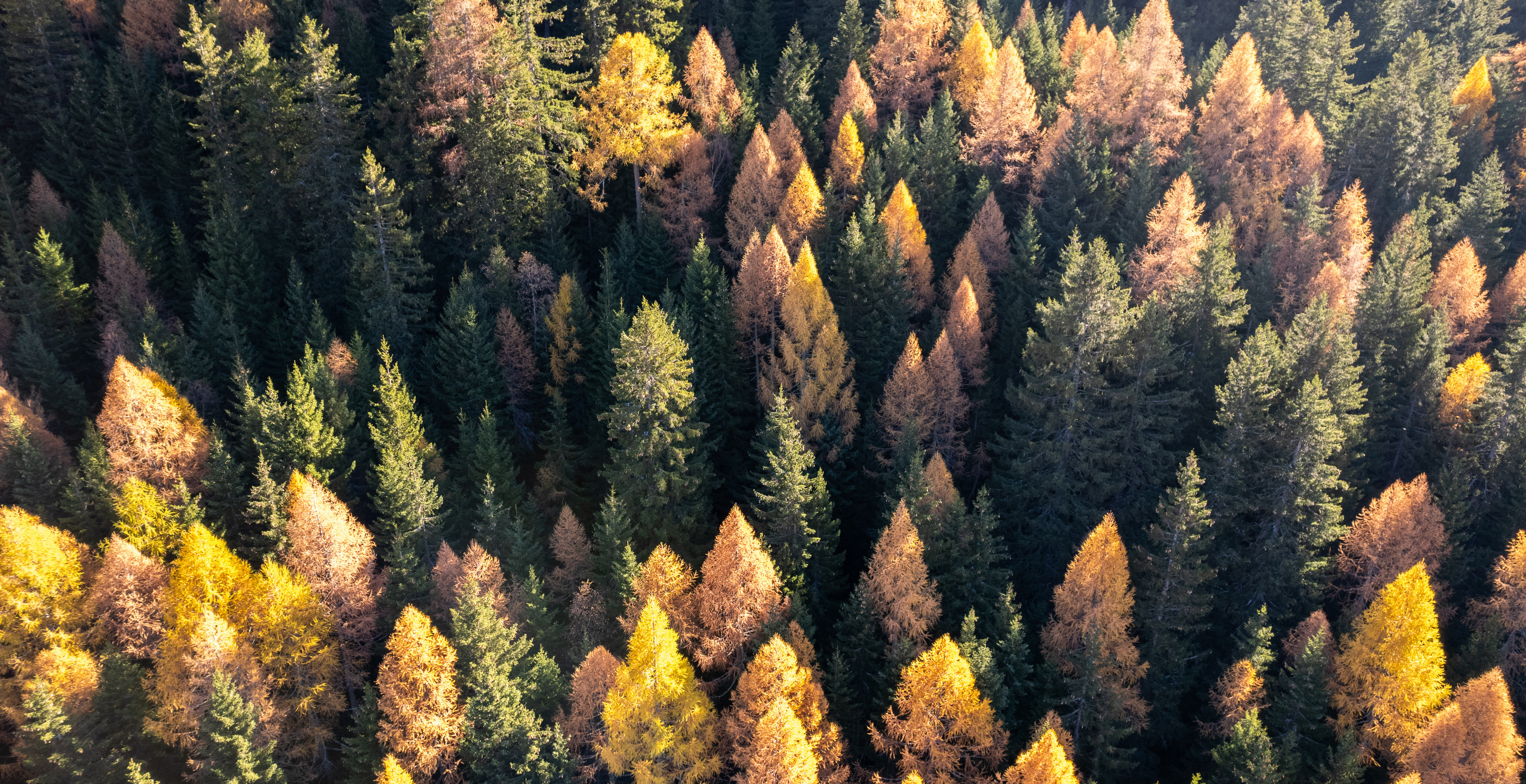 One Of The Tallest Trees In The World Is Burning From Inside Out: Can It Be Saved?