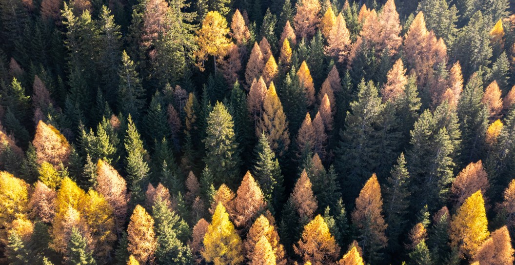 One Of The Tallest Trees In The World Is Burning From Inside Out: Can It Be Saved?