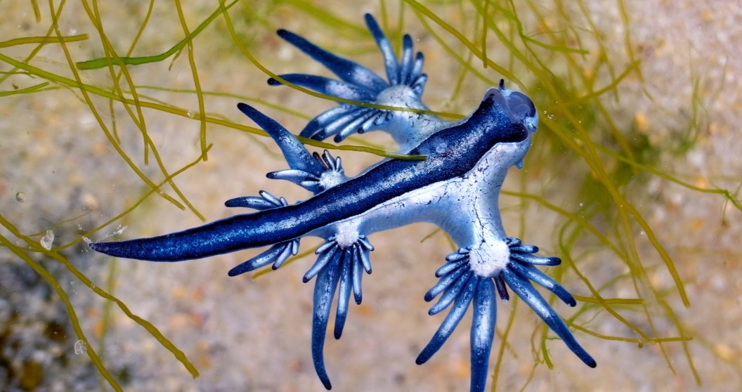 Popular Summer Hotspot Forced To Shut Down After Venomous Creatures Discovered Blue Dragon Sea Slug