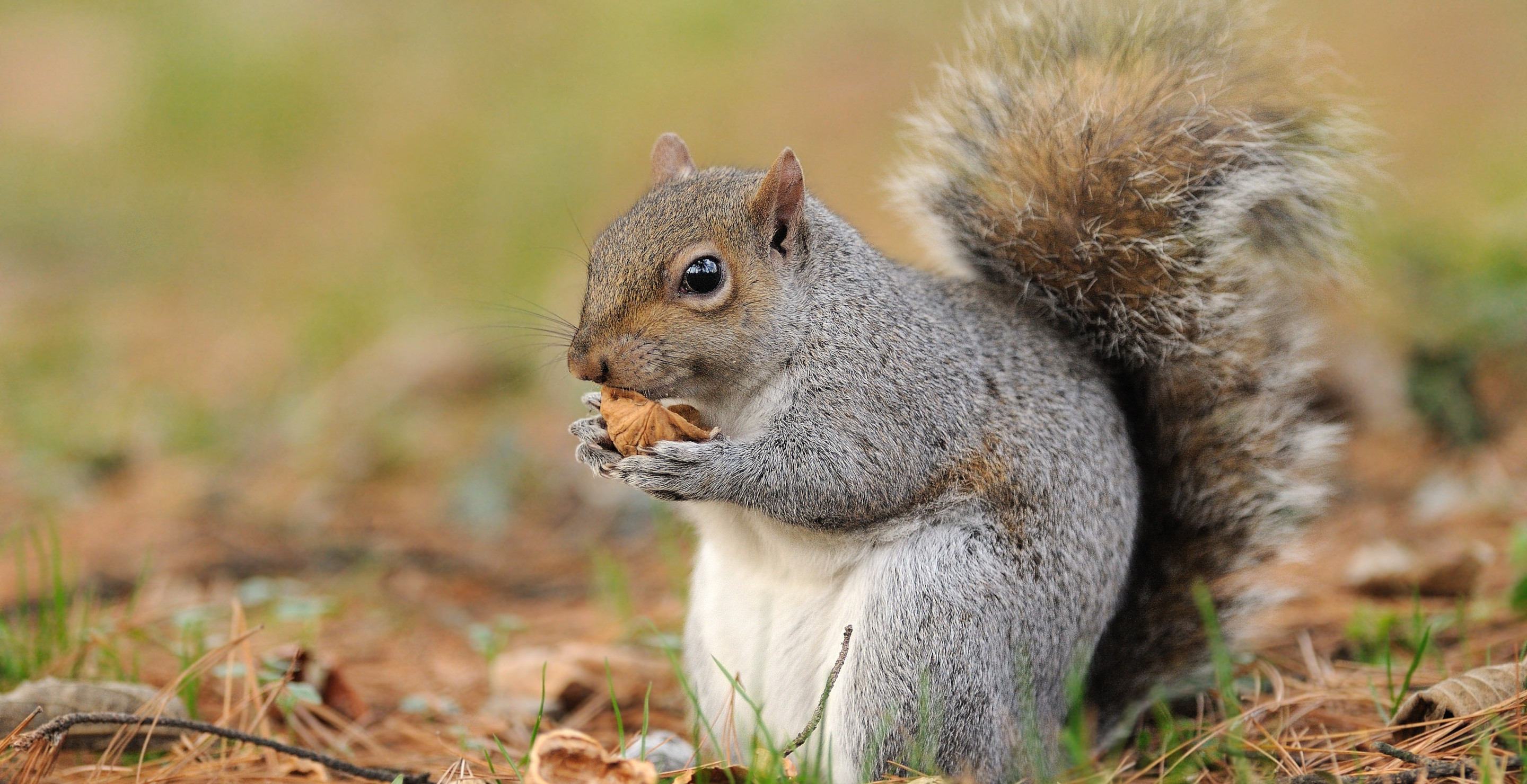 Reports Of Rabid-Looking Zombie Squirrels Are Going Viral, Here's The Heartbreaking Truth