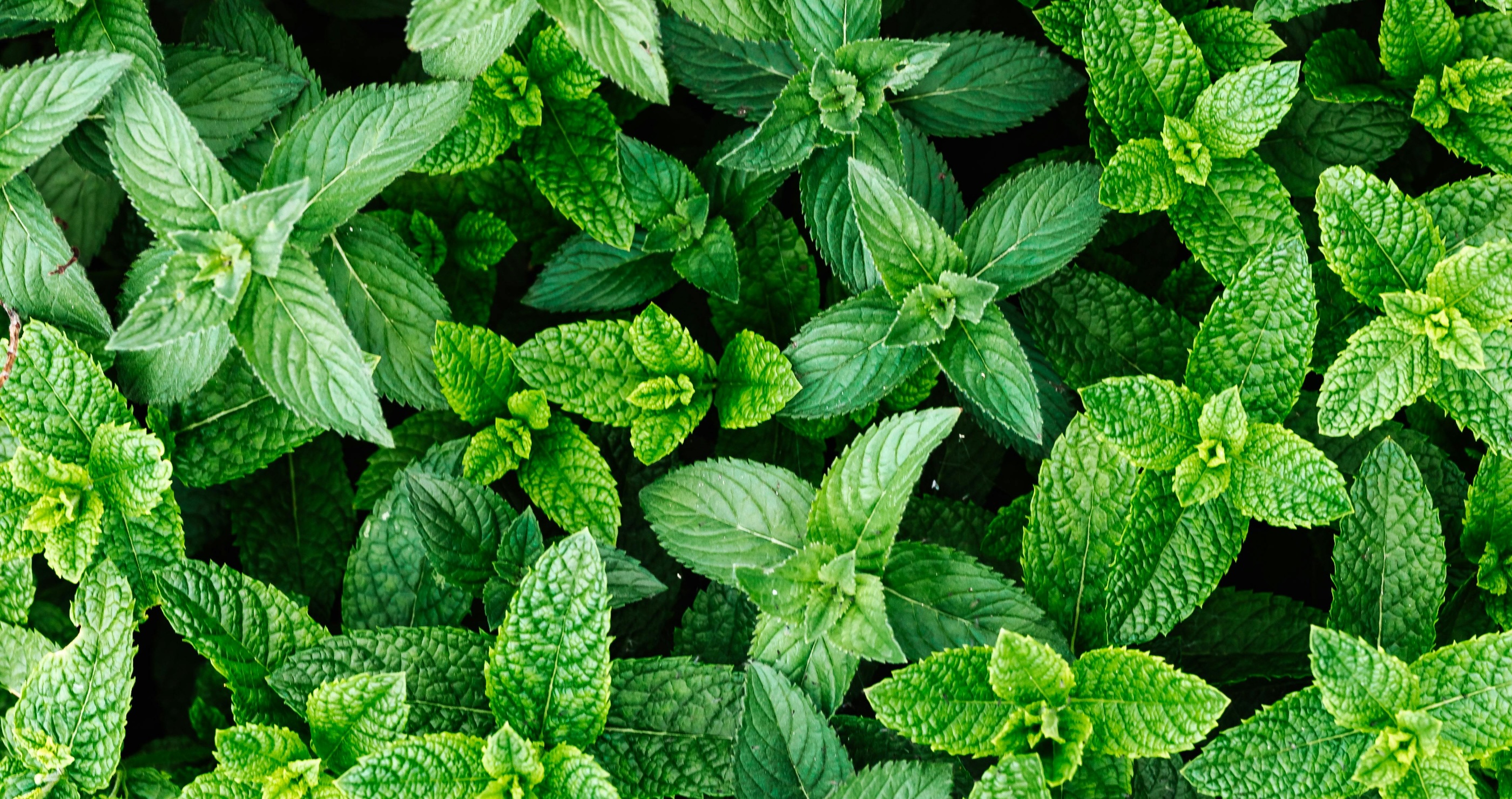 Rid Your Home Of Pests Without Harming Nature with mint