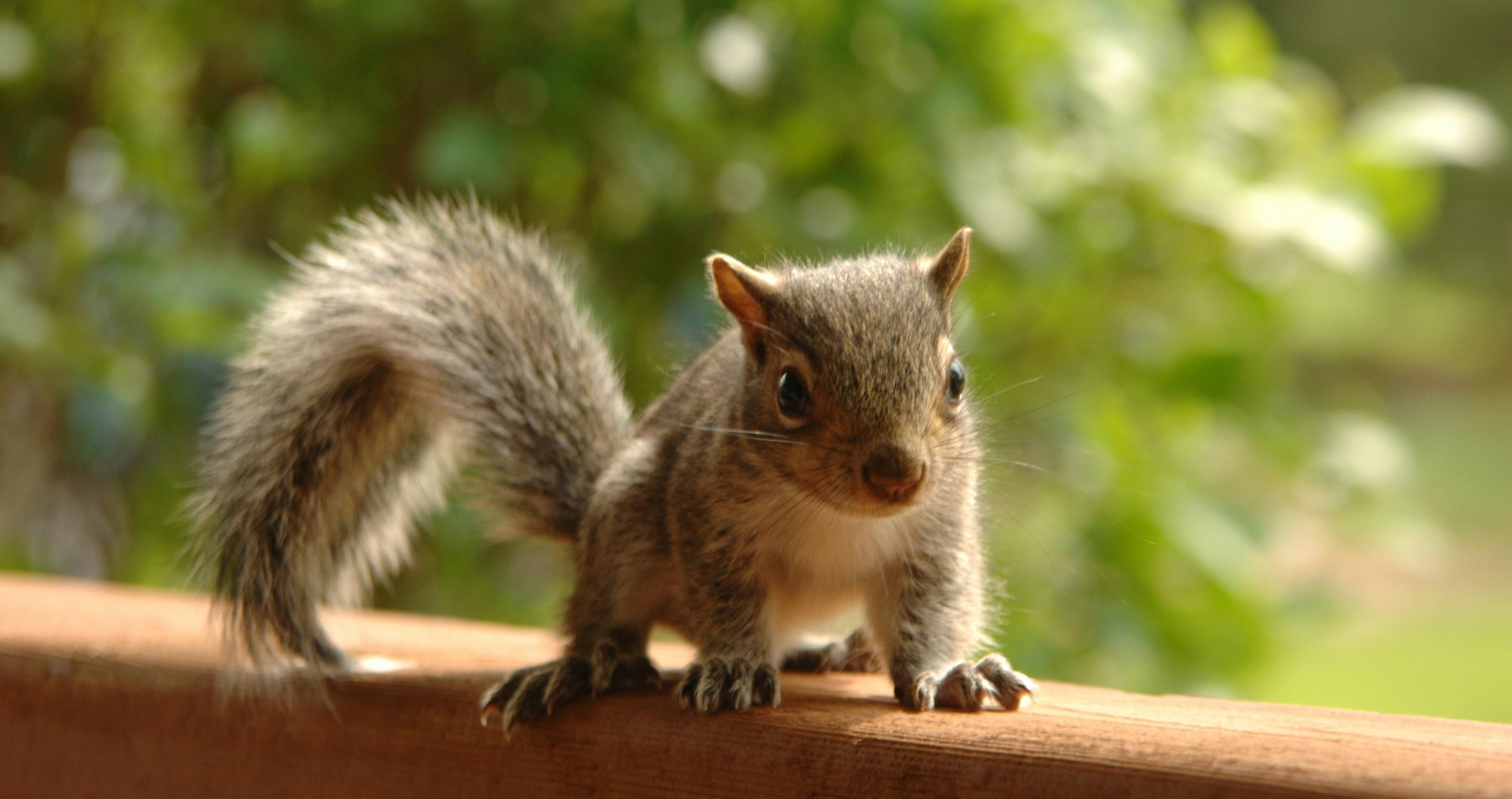 Rid Your Home Of Pests Without Harming Nature adorable squirrel