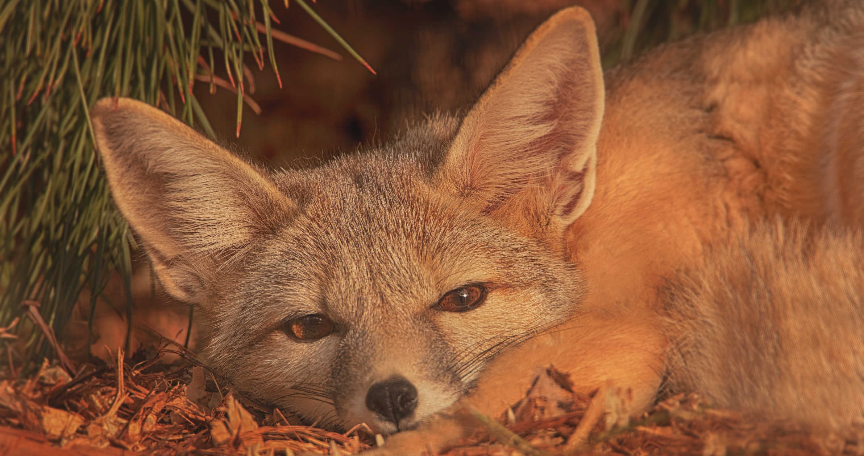 San Joaquin Kit Fox is seriously endangered