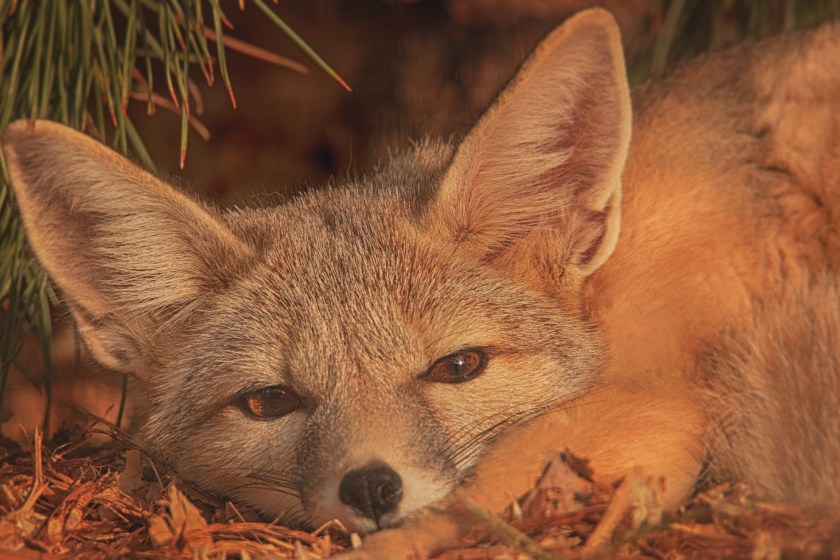 San Joaquin Kit Fox is seriously endangered