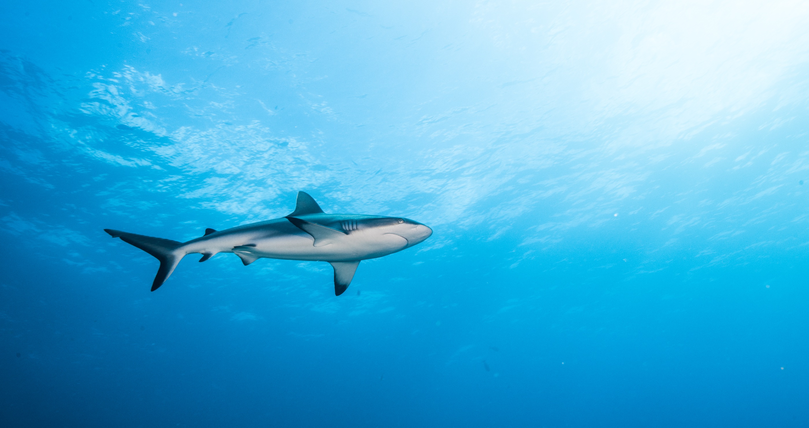 Sharks may be losing their deadly bites black reeftip shark