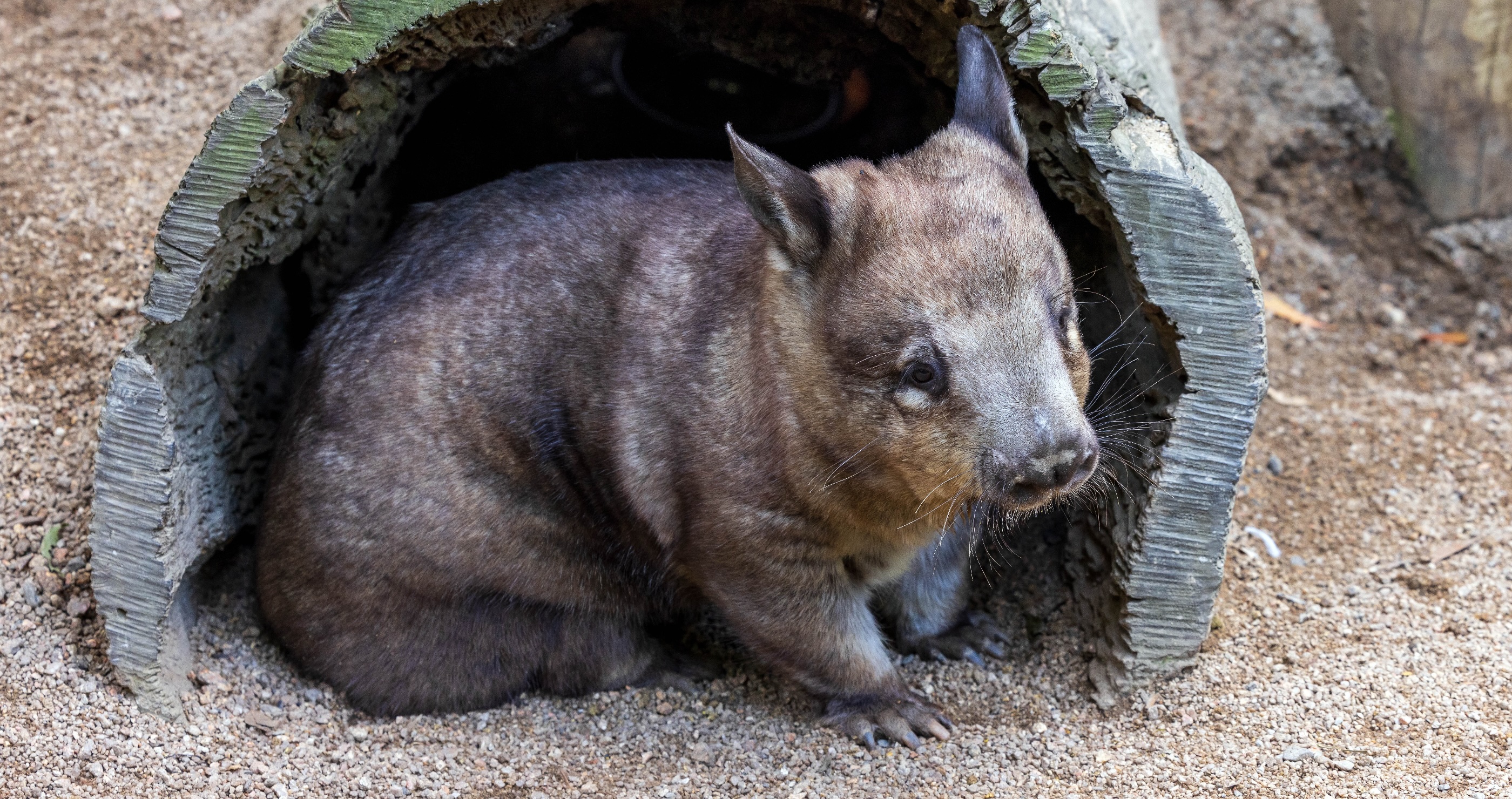 Southern Hairy-nosed wombat