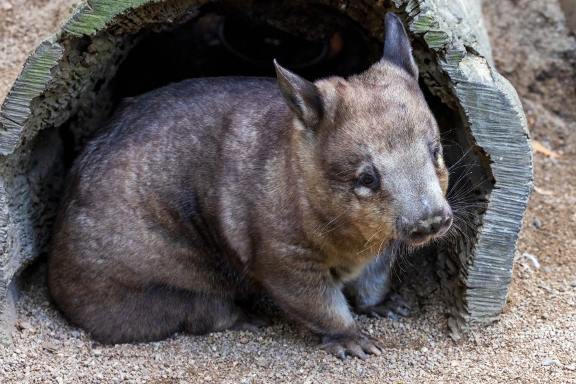 Southern Hairy-nosed wombat