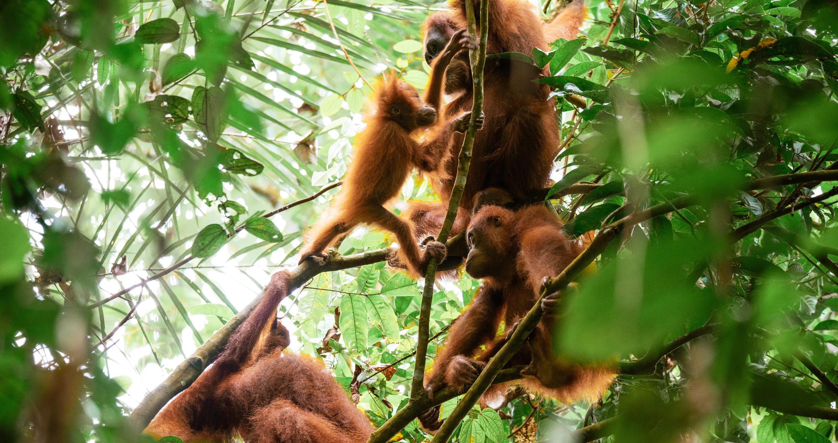 Sumatran Orangutan