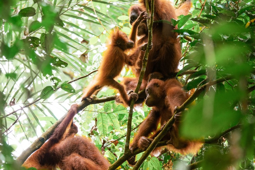 Sumatran Orangutan
