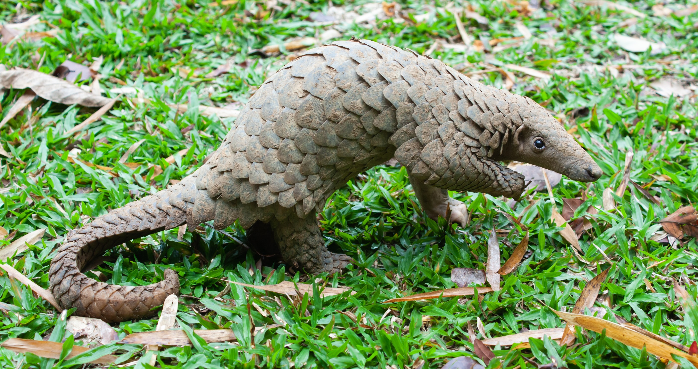 Sunda Pangolin