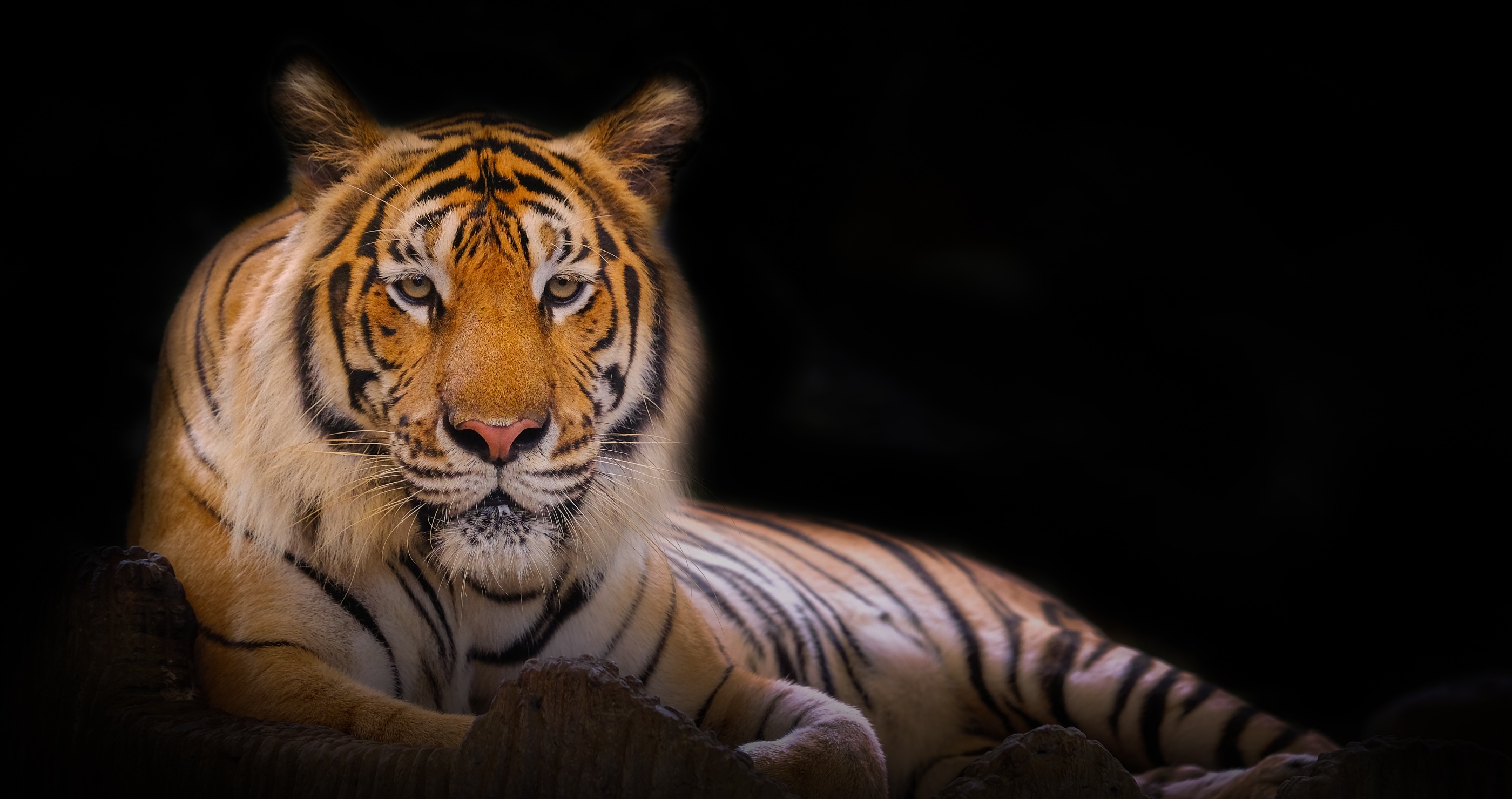 Sunda Tiger