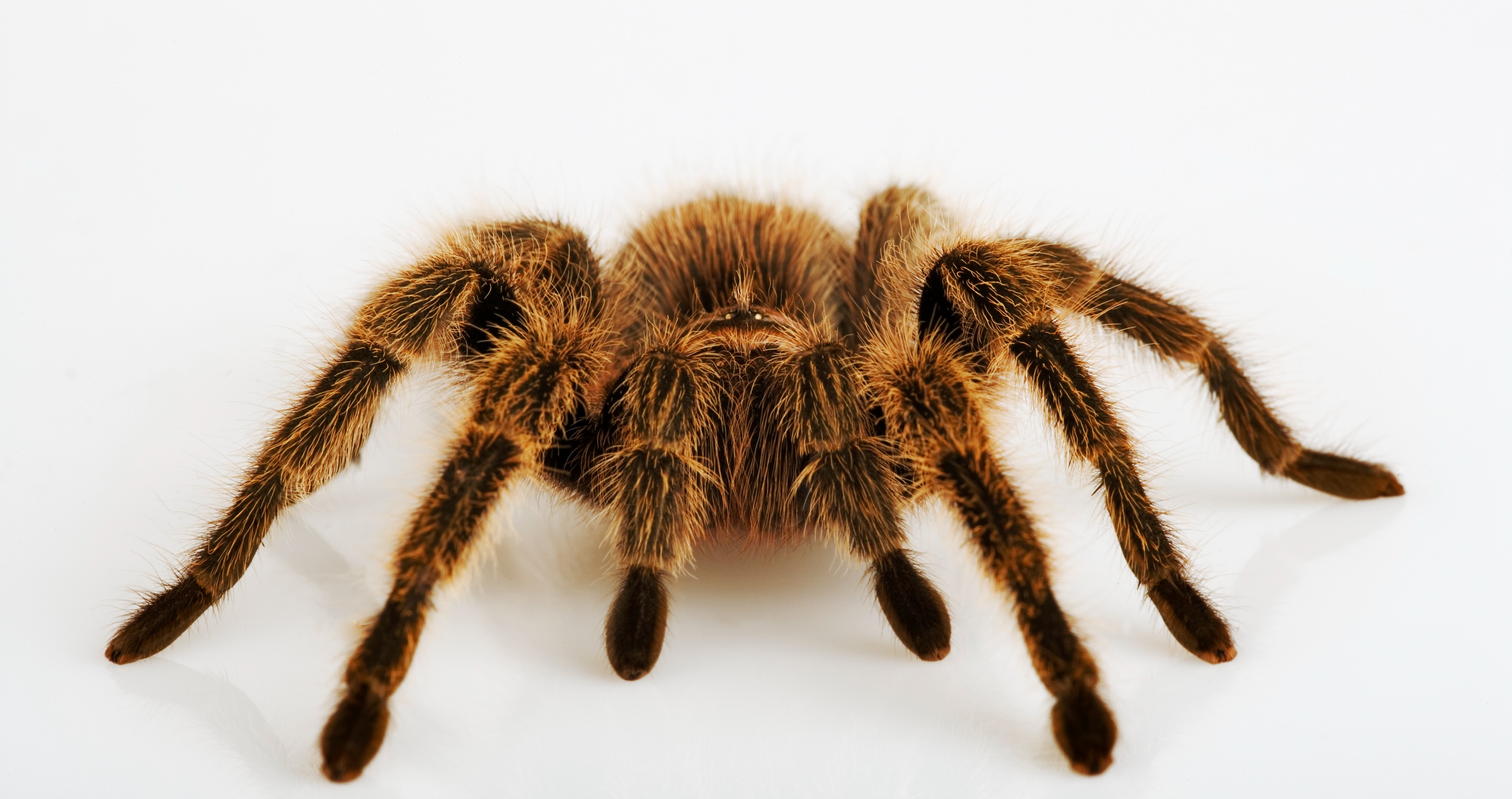 Tenant Left Tarantulas Behind 
