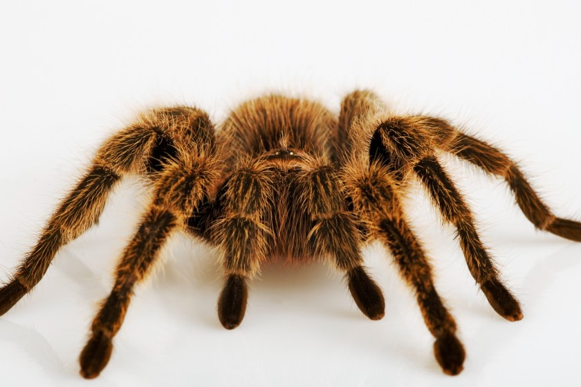 Tenant Left Tarantulas Behind