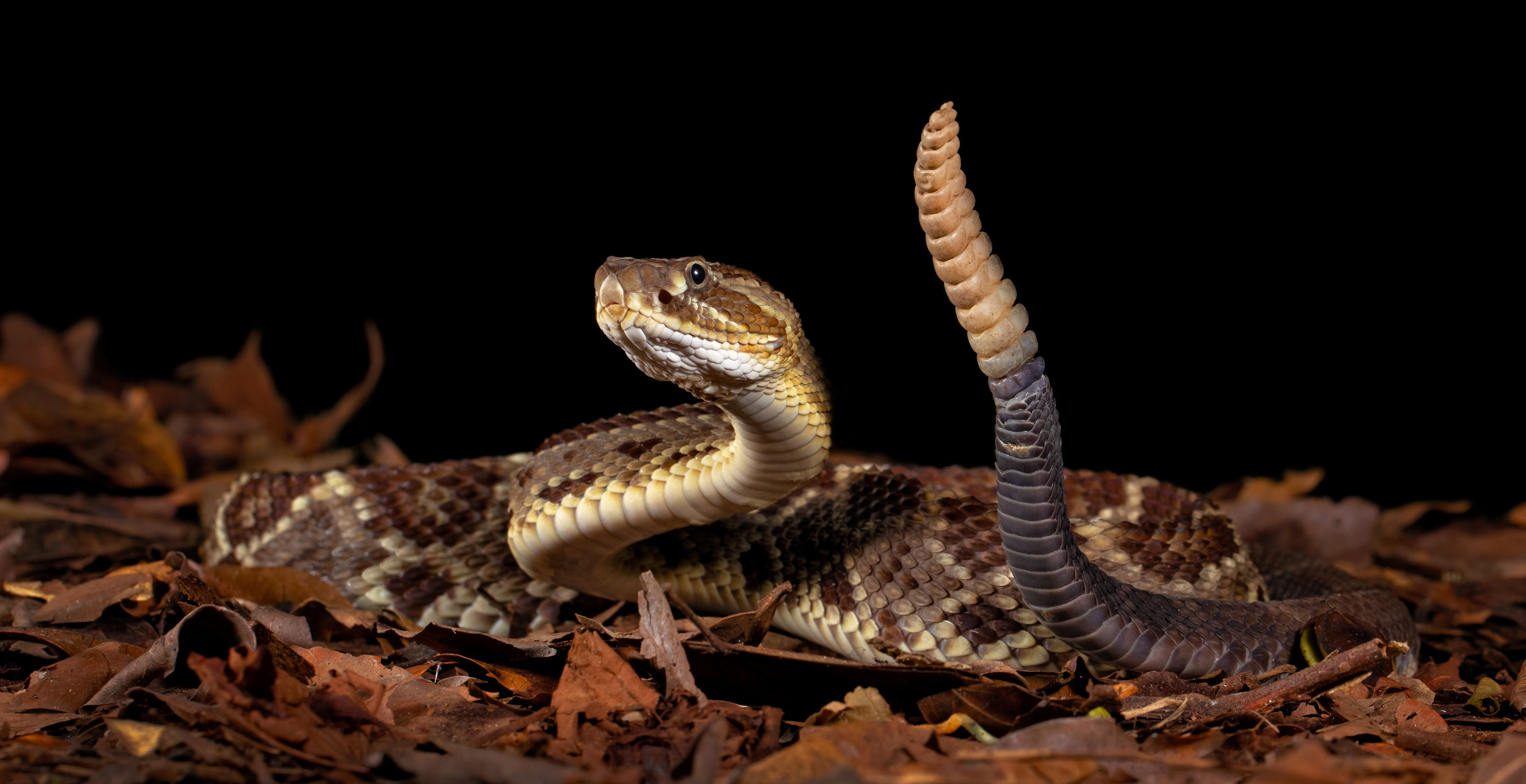 Tennessee Man Dies After Getting Bit By Rattlesnake While Hiking