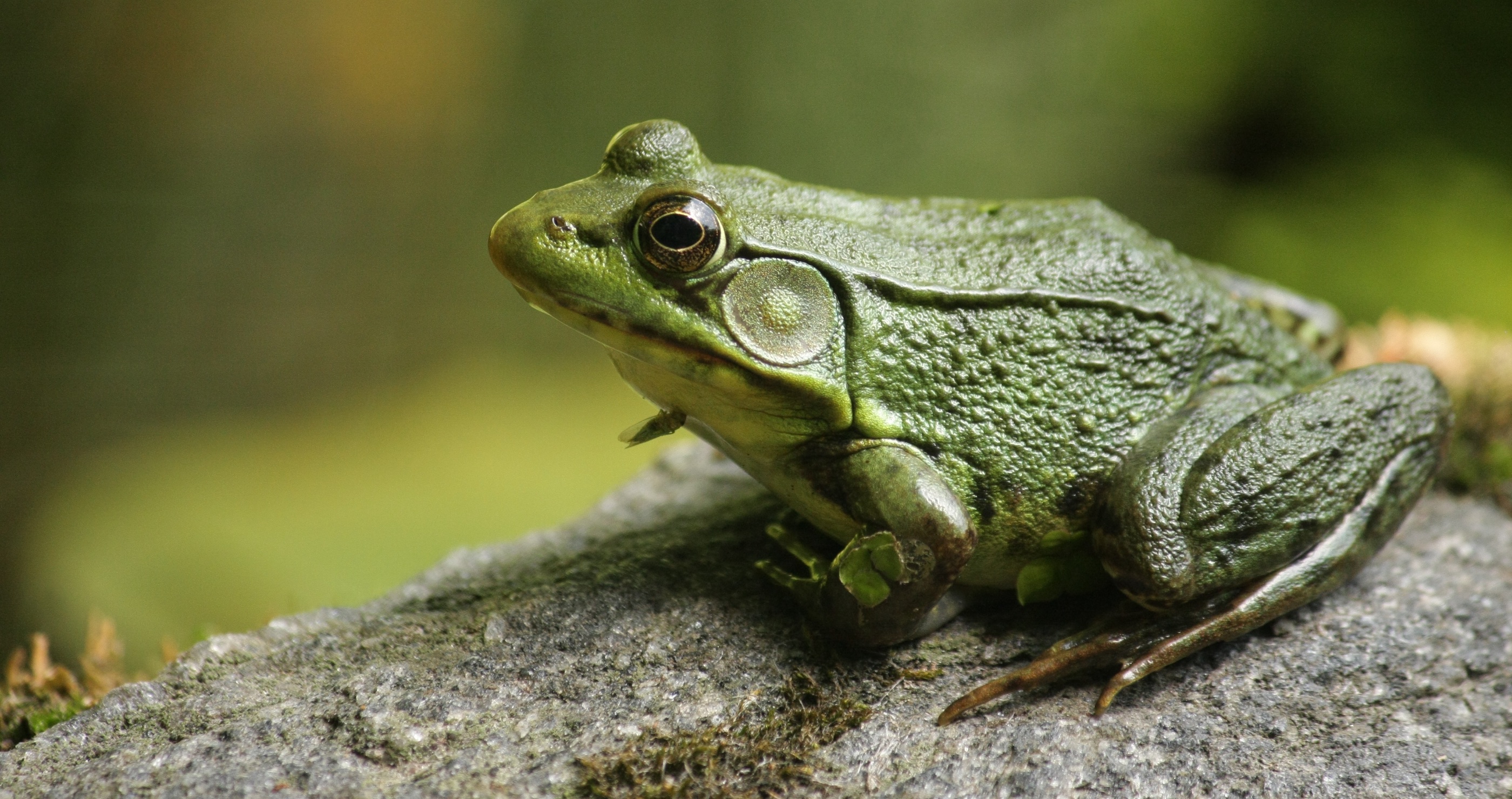 The American West Faces Challenges In Controlling Invasive Bullfrogs