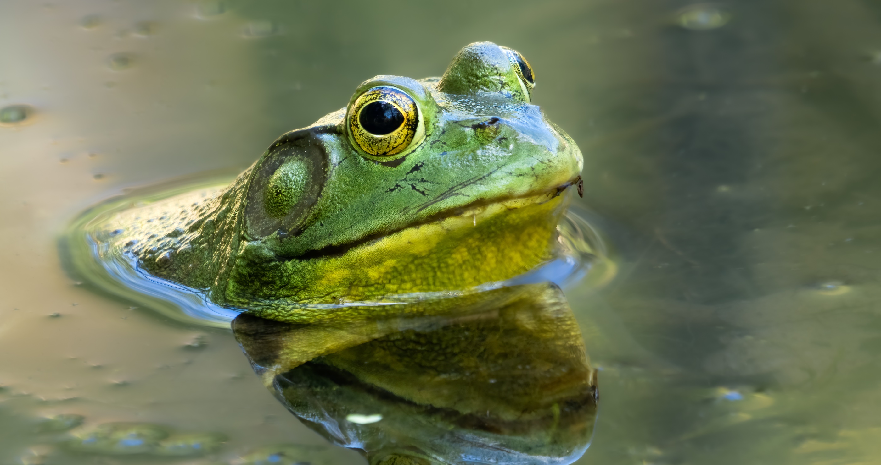The American West Faces Challenges In Controlling Invasive Bullfrogs