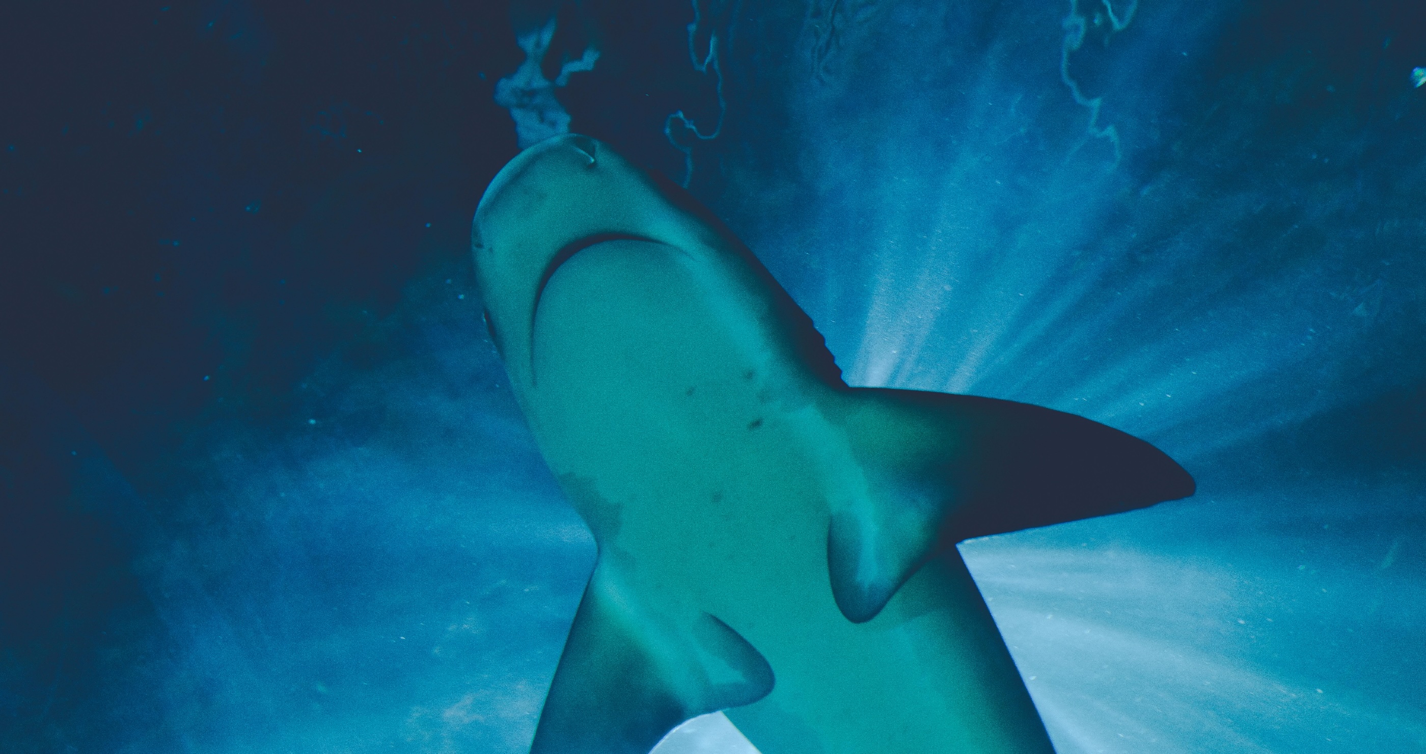 What Concerning Discovery Did Researchers Make When Studying Shark Behavior?