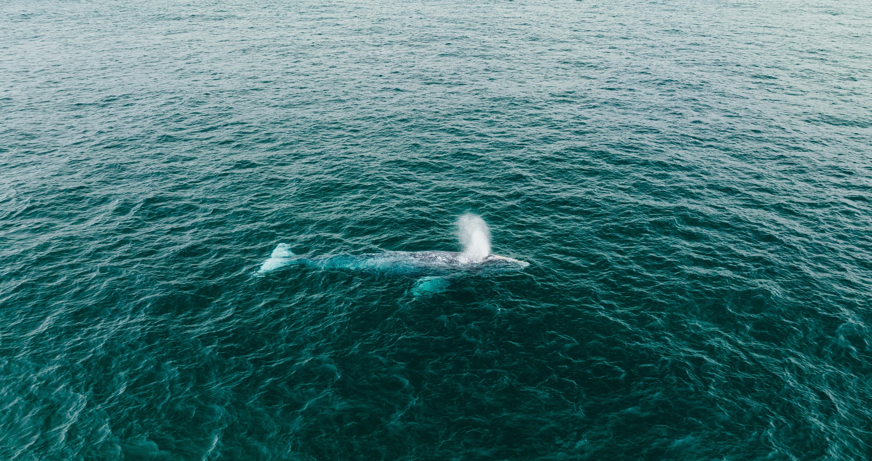Why Scientists Are Concerned That Blue Whales Are Starting To Go Silent&nbsp;