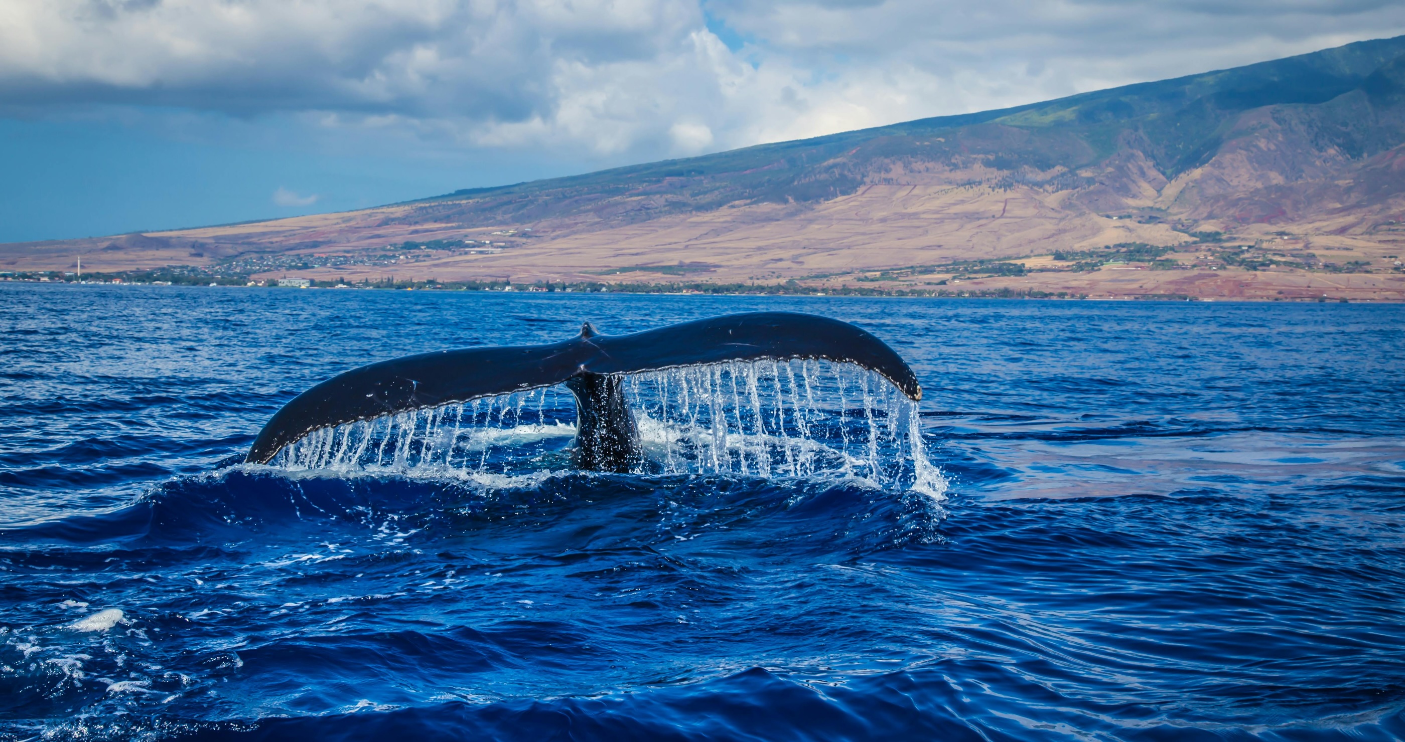 Why Scientists Are Concerned That Blue Whales Are Starting To Go Silent 