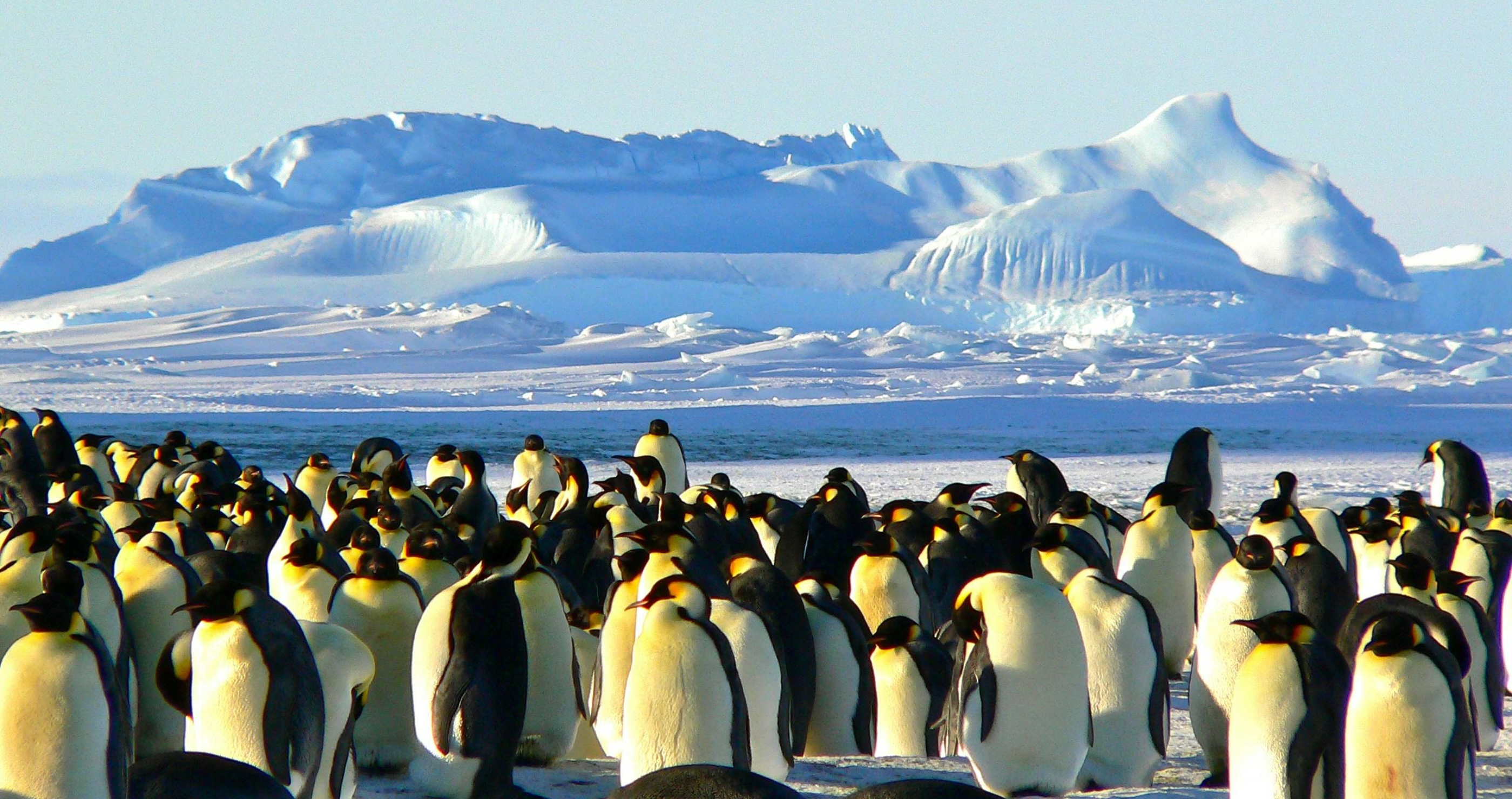 Why The Least-Visited Place On Earth Has A Travel Advisory Penguins in Antarctica