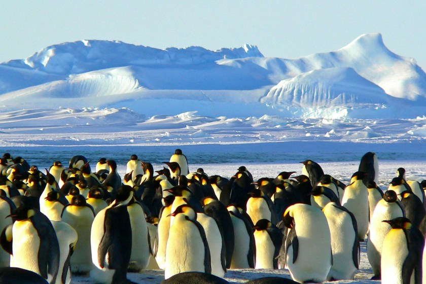 Why The Least-Visited Place On Earth Has A Travel Advisory Penguins in Antarctica