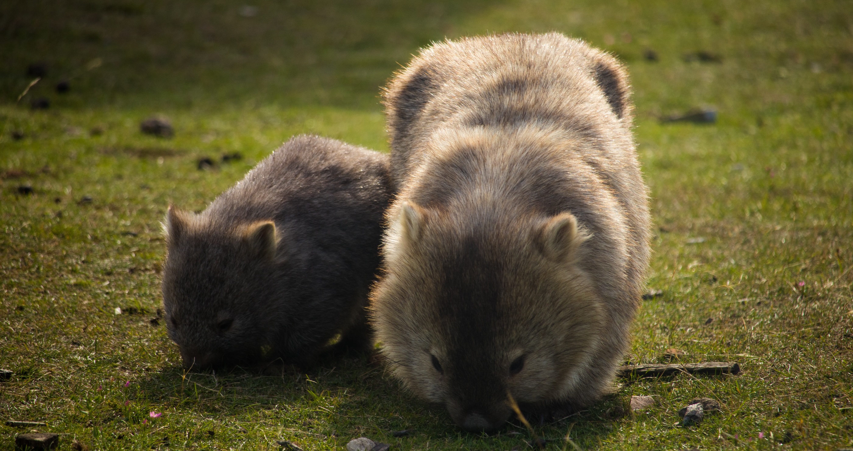 Wombats Have Backwards Facing Pouches