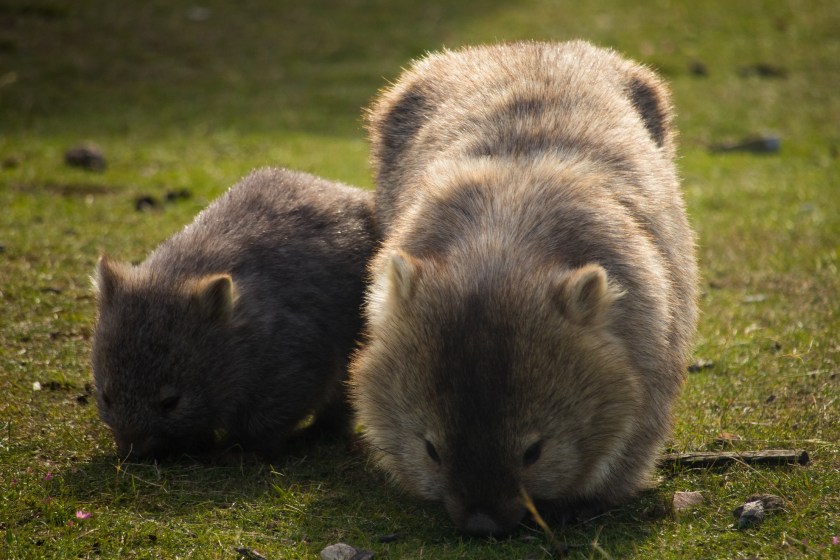 Wombats Have Backwards Facing Pouches
