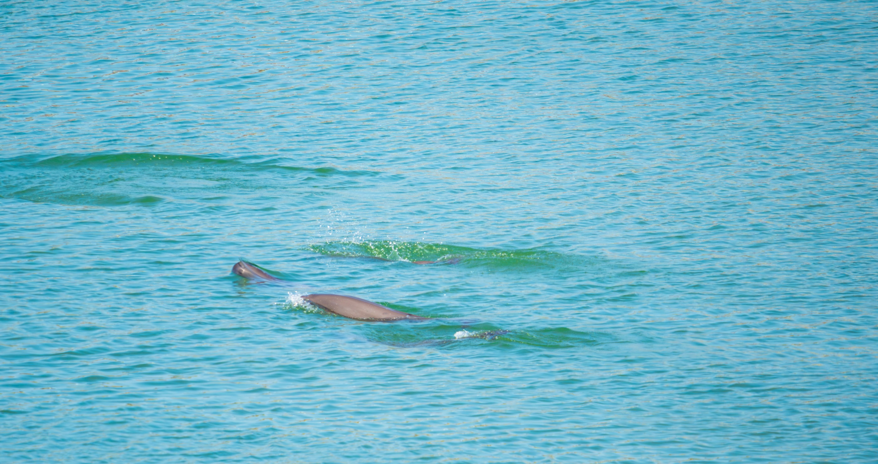 Yangtze Finless Porpoise