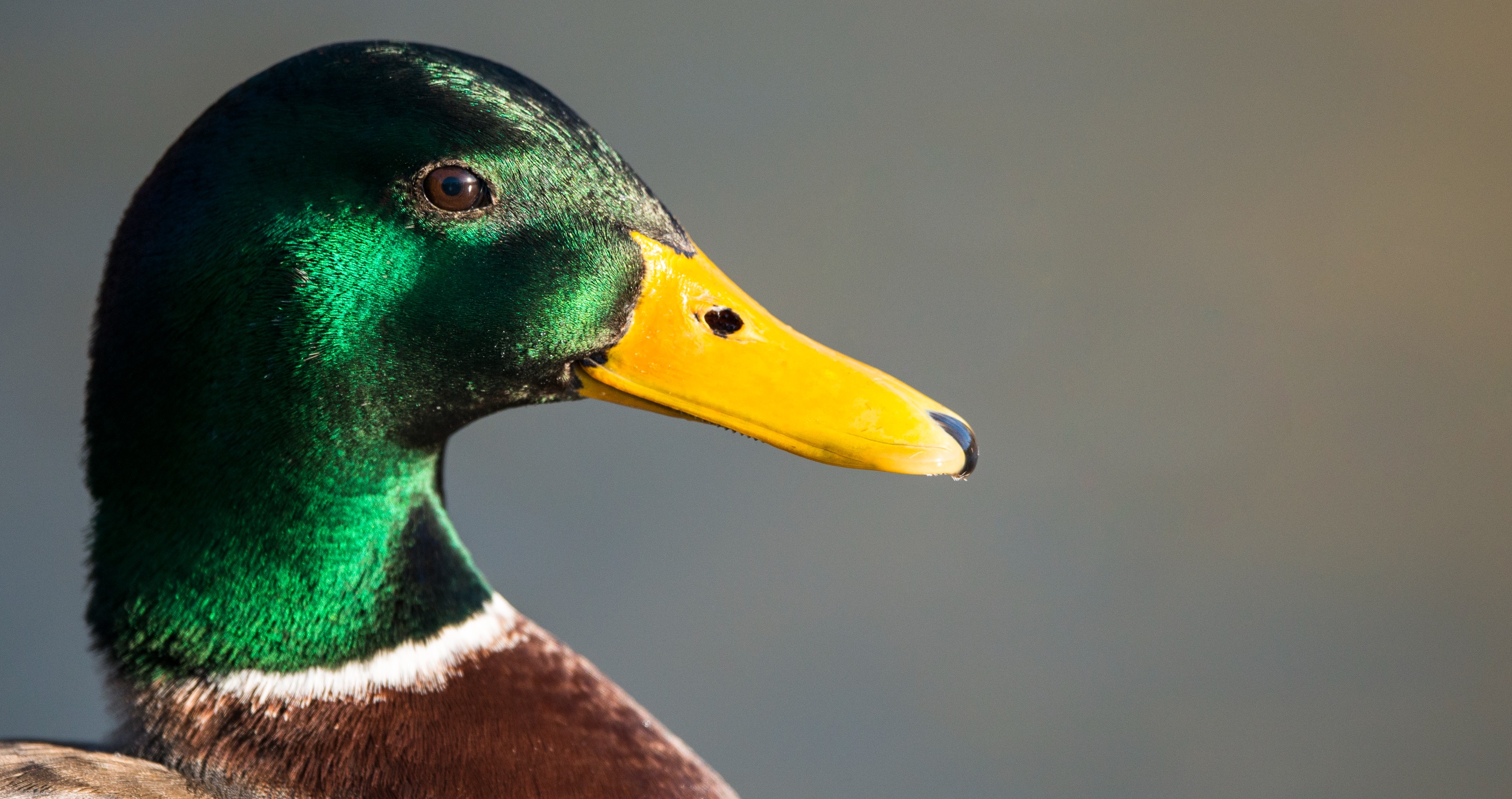 a ducks bill is very sensitive