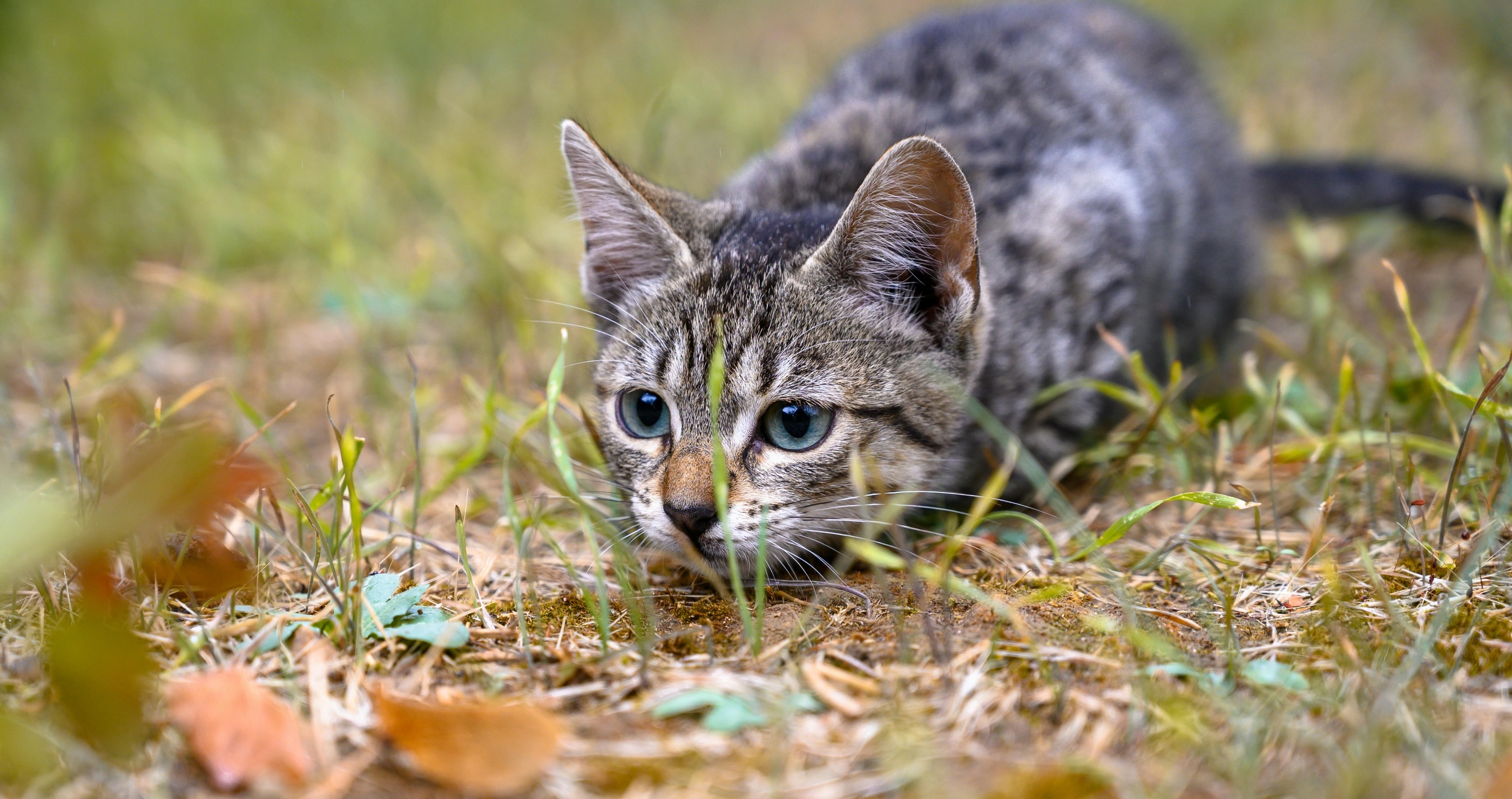 adorable cat stalking prey