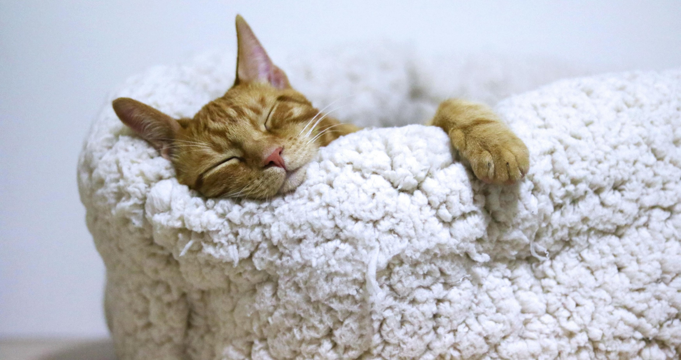 adorable sleeping cat