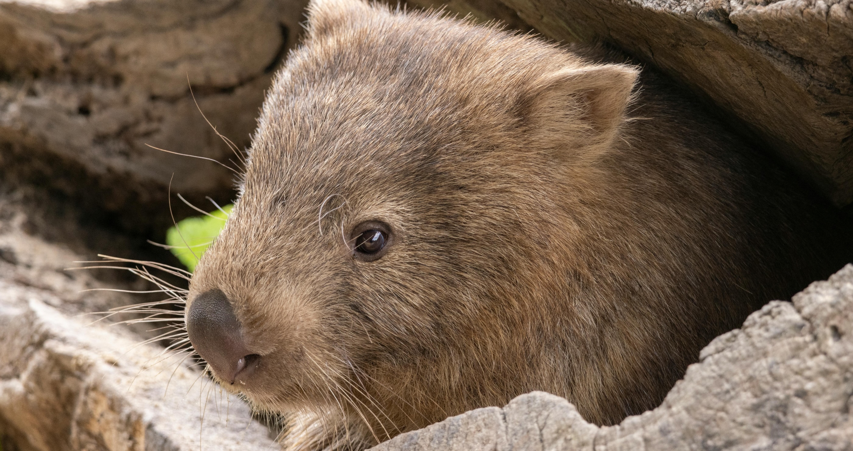 adorable wombat