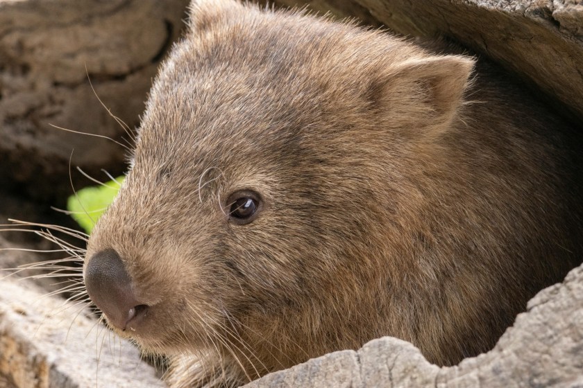 adorable wombat