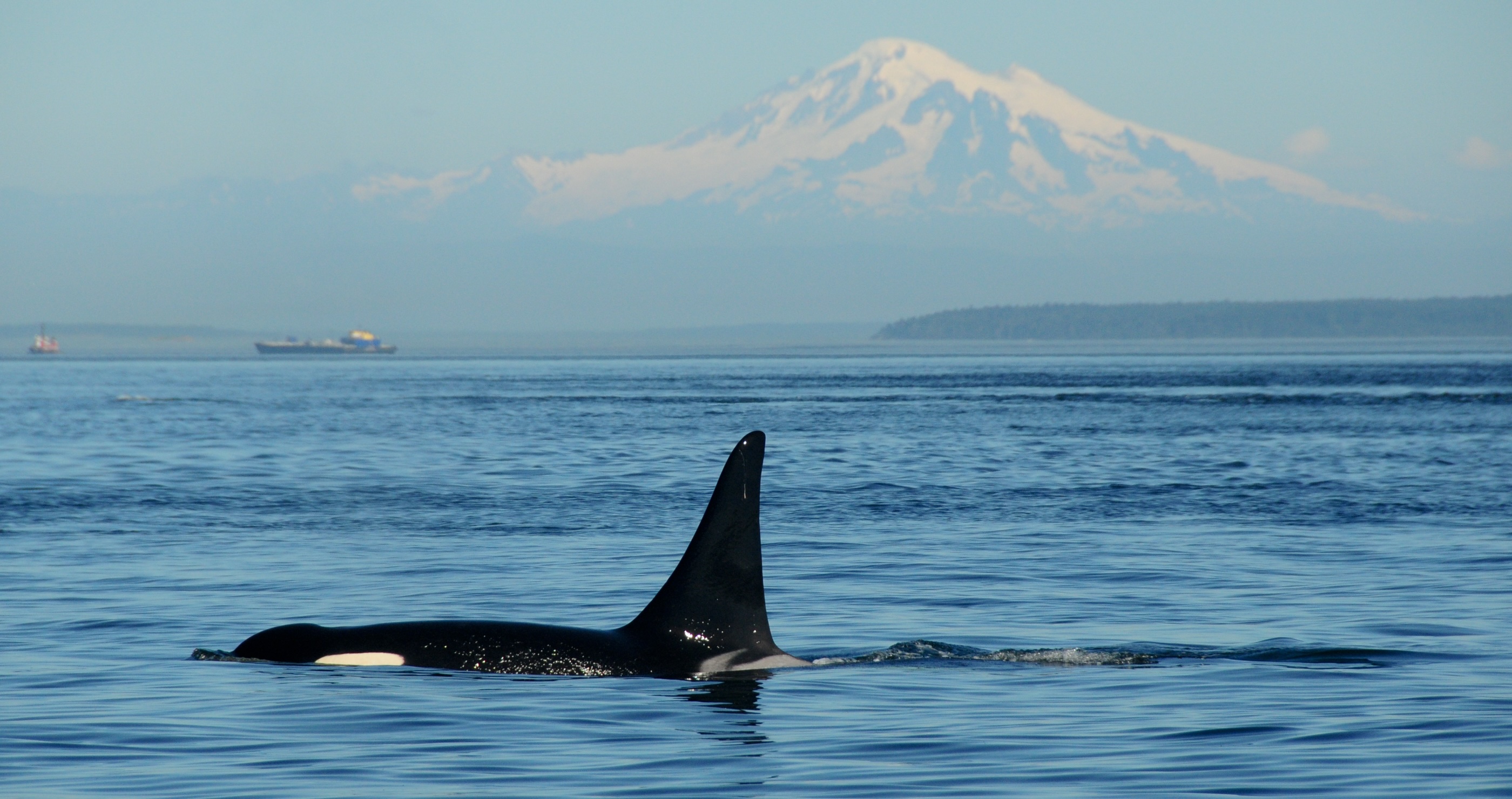 animals on the brink of extinction Southern Resident Orca