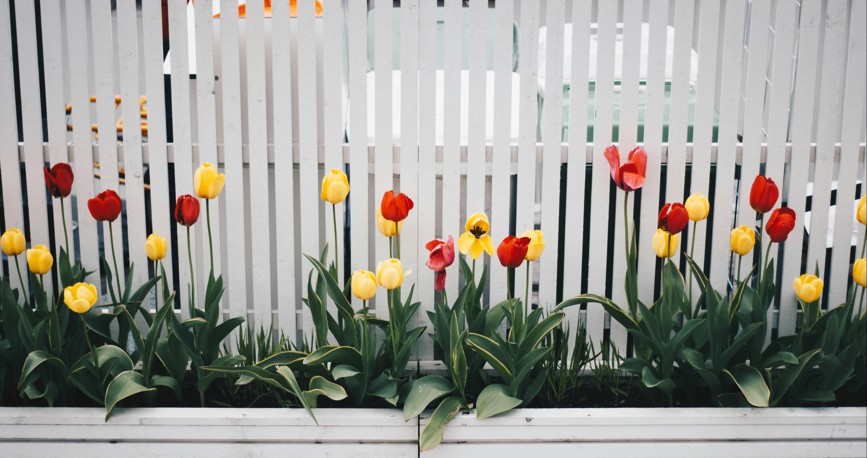 backyard fence