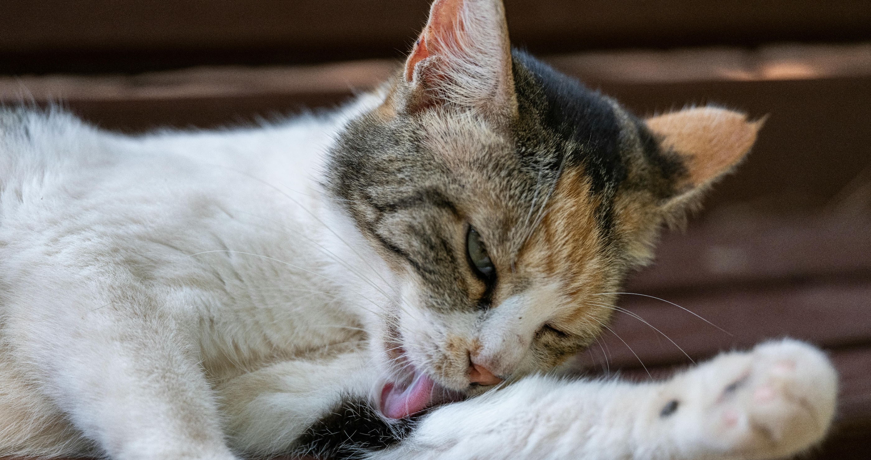 cat grooming itself
