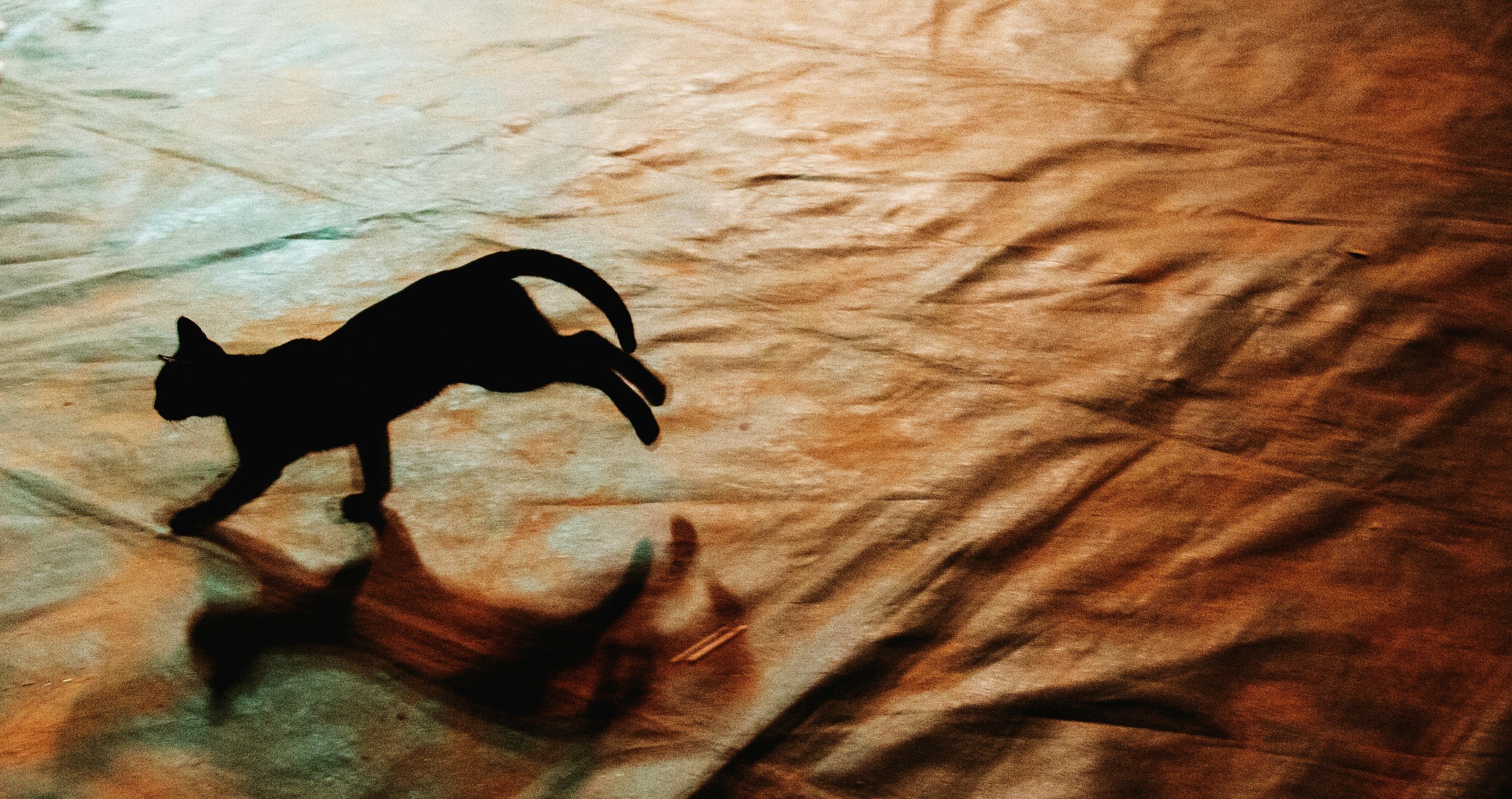 cat running fast