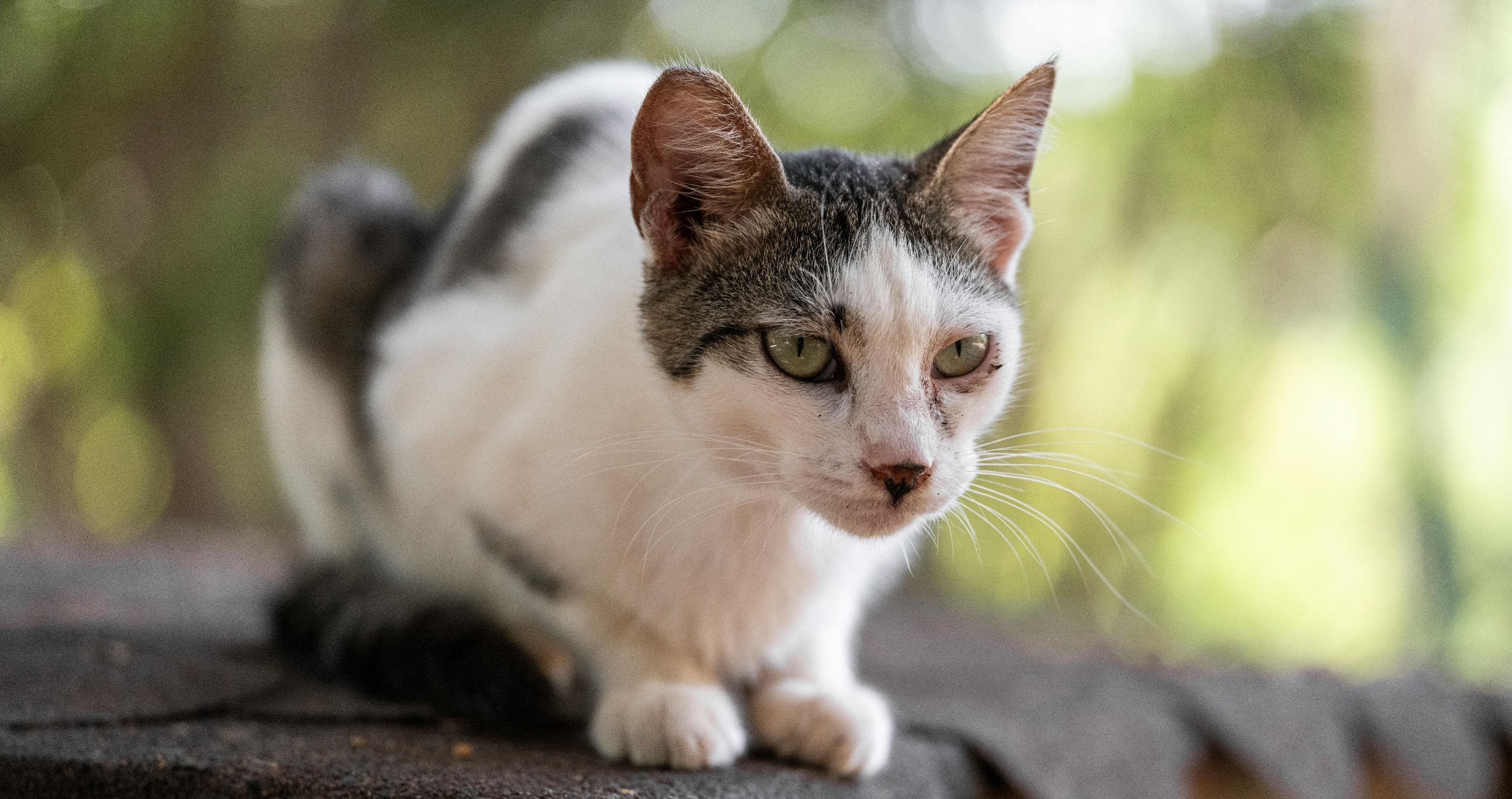 cats have great hearing