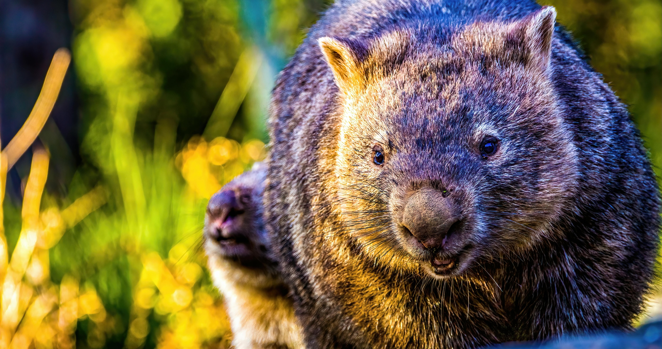 close up of a wombat