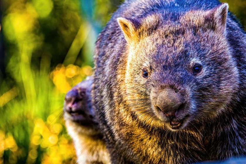 close up of a wombat