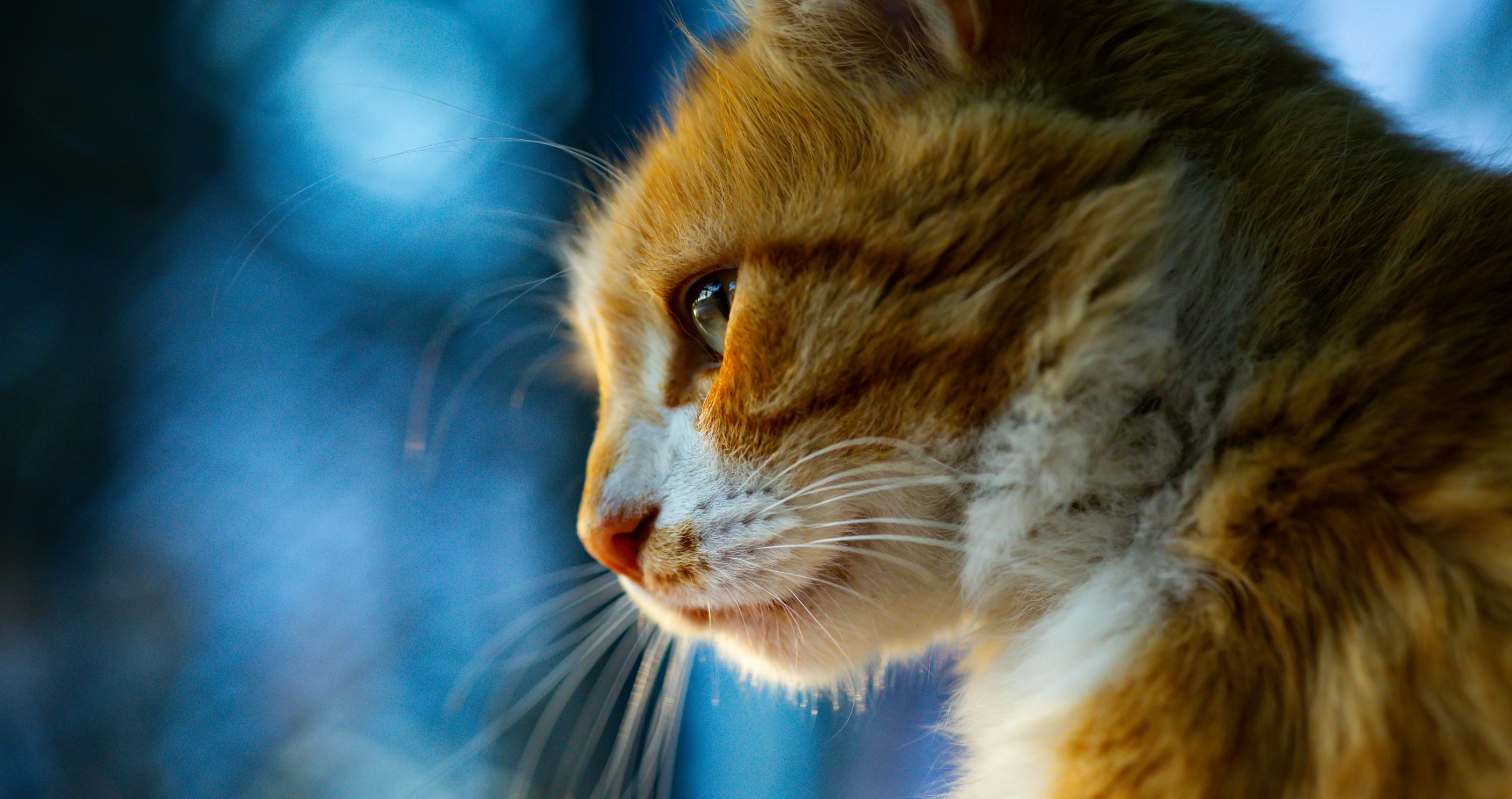 close up of cat and its whiskers