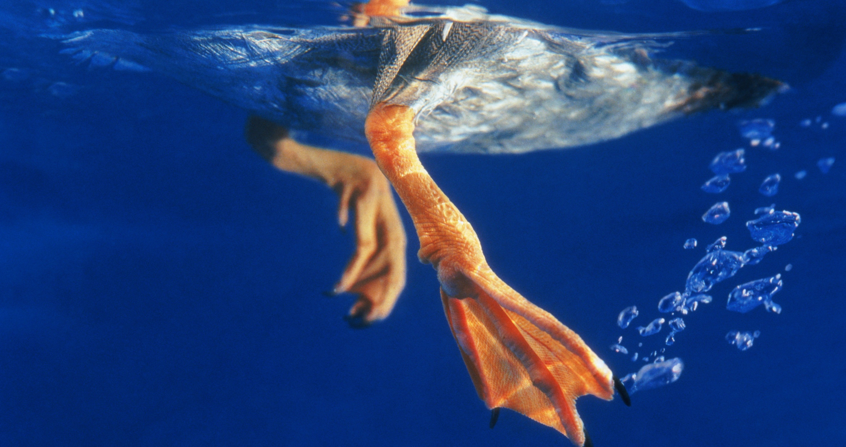 duck feet have special blood vessels to keep them warm