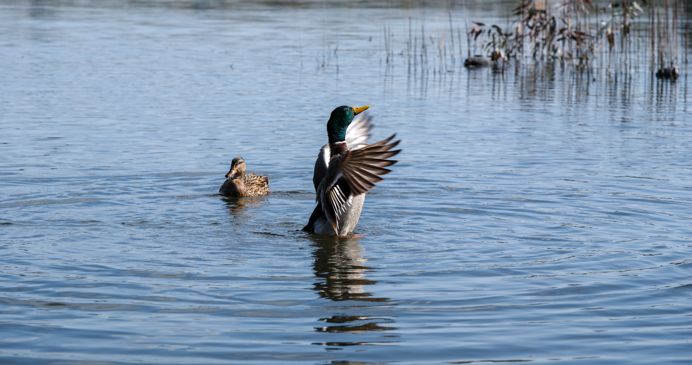 duck mating dance