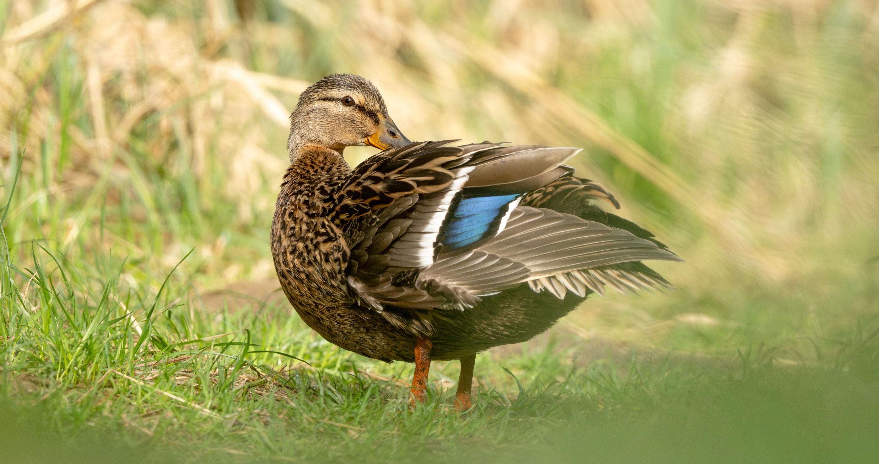 duck preening feathers