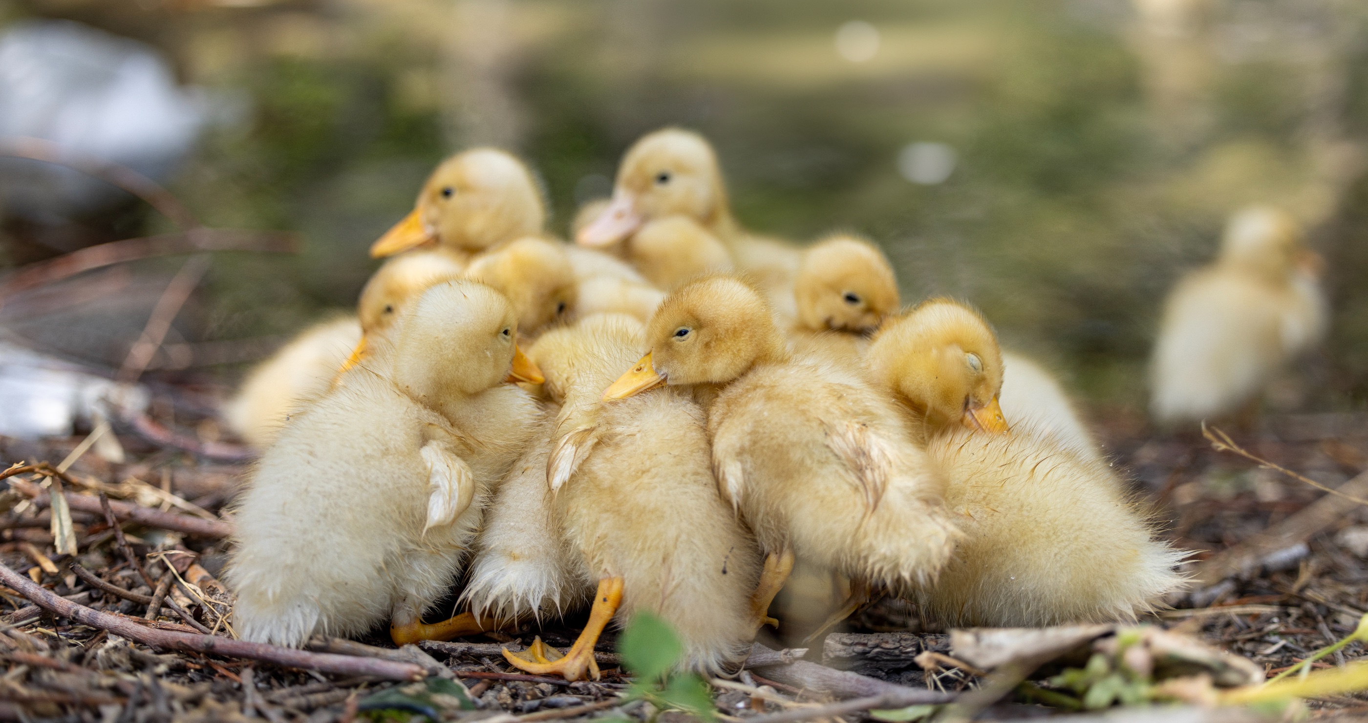 facts about ducks ducklings can communicate from within their eggs