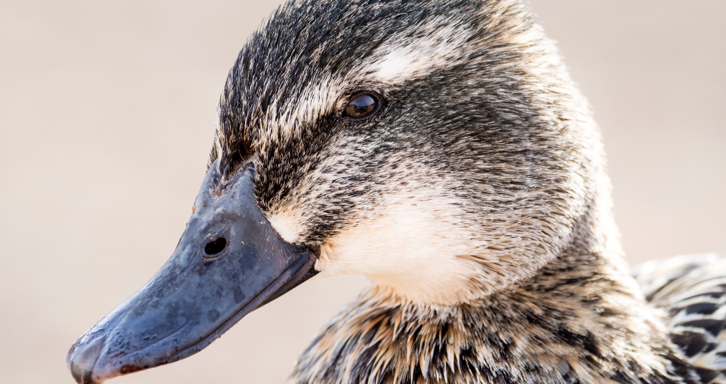 facts about ducks they have better vision than us