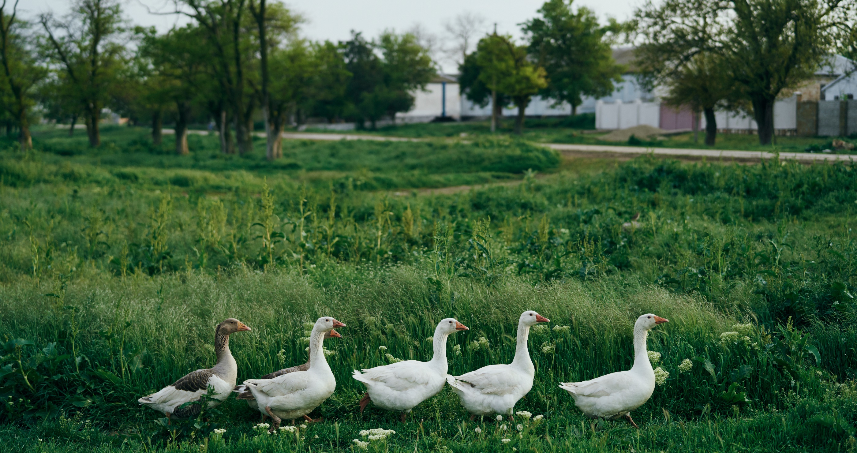 facts about ducks they have regional accents